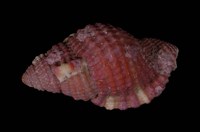 藏品(艷紅美法螺)的圖片